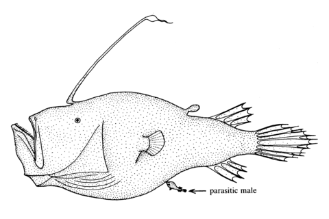 Cryptopsaras Couesii (Triplewart Seadevil) Coloring Page